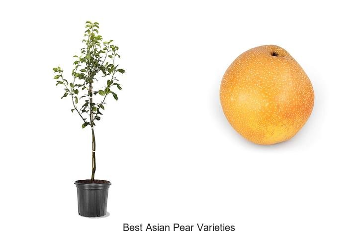 Discover the Best Asian Pear Varieties Ever!