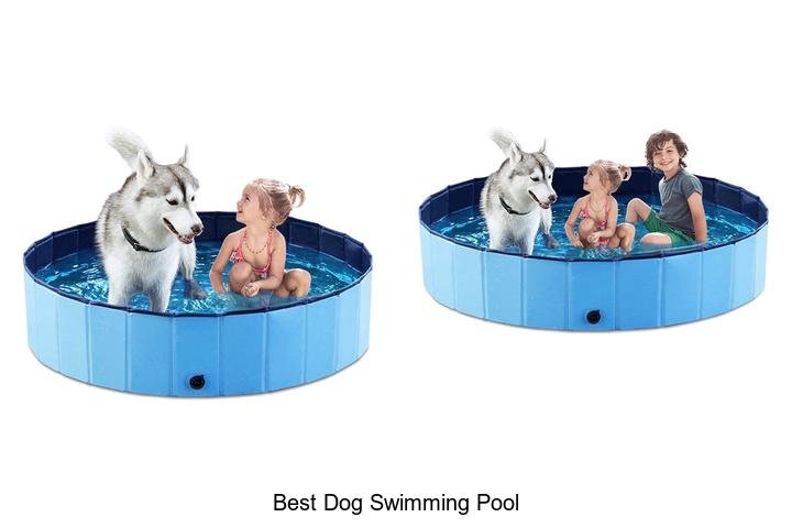 Top Picks: Best Dog Swimming Pool Revealed!