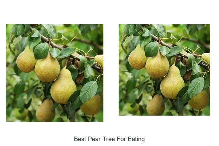 Discover the Ultimate Best Pear Tree for Eating!
