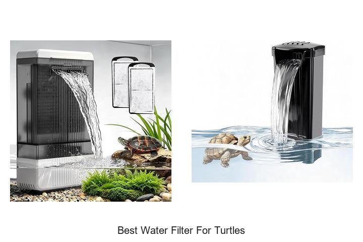 Best Water Filter for Turtles That Will Blow Your Mind!